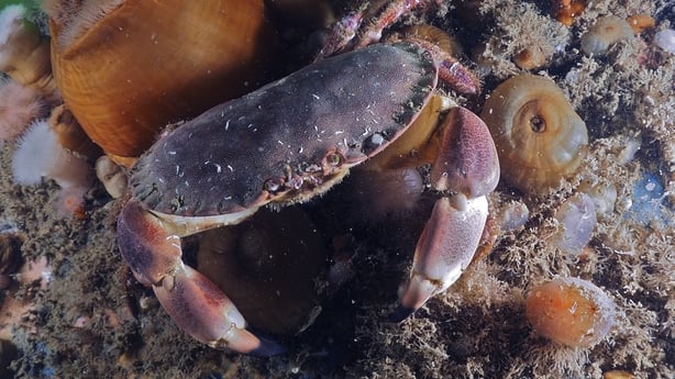 Cancer pagurus / Brown Atlantic crab native to Ireland's coasts