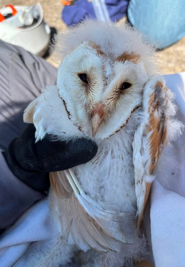 A white barn owl held by a hand in a black glove