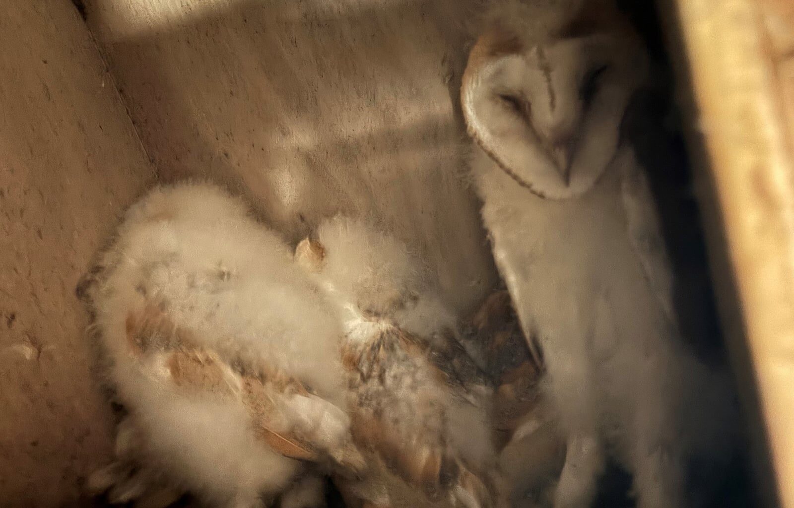 Rare barn owl births celebrated in Co Fermanagh