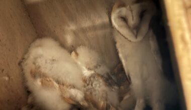 Rare barn owl births celebrated in Co Fermanagh