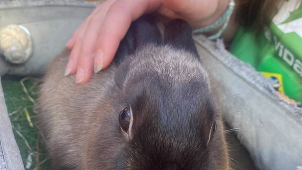 a person petting a rabbit