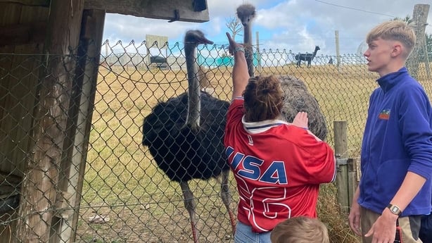 a group of people looking at an ostrich