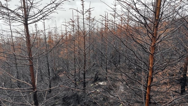 Charred trees in the Slievenamon mountains