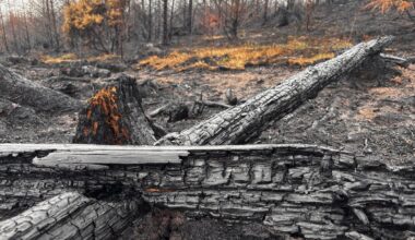 Irish landscapes damaged by fires
