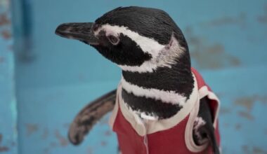 Copper suits help injured penguins recover in Chile
