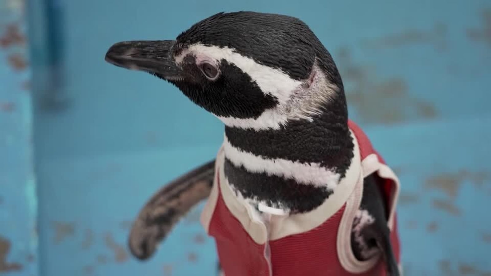 Copper suits help injured penguins recover in Chile
