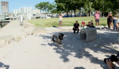 Young pelican returned to wild after recovering from infection, injuries to ankles - WSVN 7News | Miami News, Weather, Sports