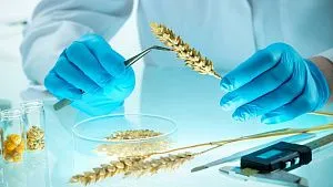 South Ural State University discovers plant mechanism that could protect crops from climate change