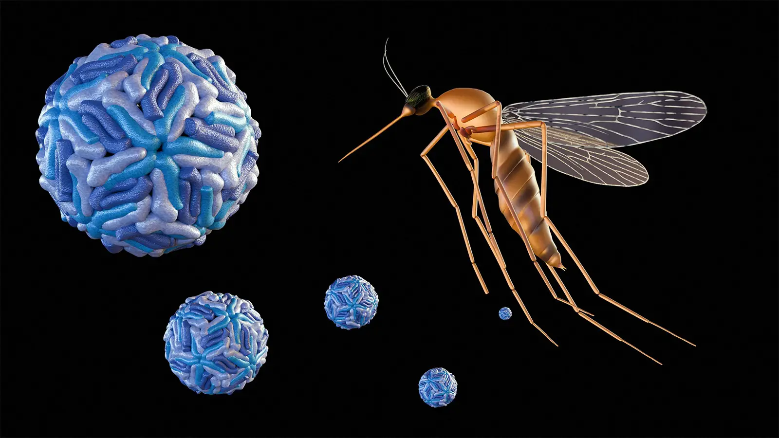 A computer rendering of a dengue virus particles and a mosquito.