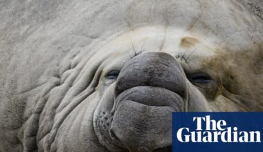 Fears for ‘gregarious’ local celebrity Sammy the elephant seal in Victorian bird flu hotspot | Environment