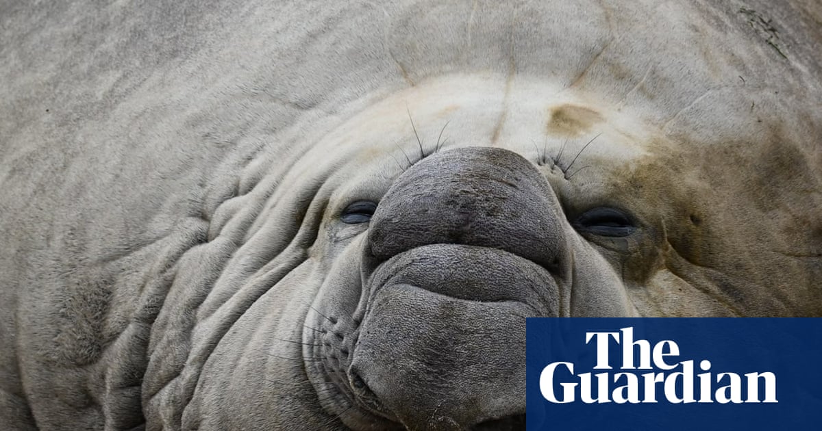 Fears for ‘gregarious’ local celebrity Sammy the elephant seal in Victorian bird flu hotspot | Environment