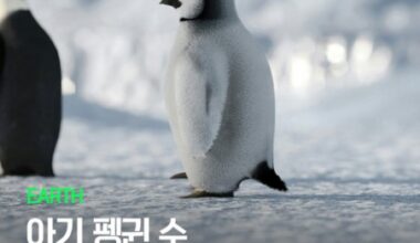 씨즈팀