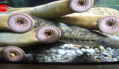 The Invasion of the Sea Lamprey: How One Fish Transformed the Great Lakes Ecosystem by 1938 | World News