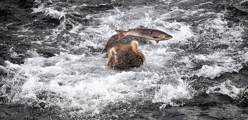BROWN BEARS AT KATMAI NATIONAL PARK IN ALASKA BABY CUB BOOM AND FISHING SOCKEYE SALMON RUN JULY 2026 PN76 | 'It felt like Jurassic Park': Gloucestershire photographer's incredible encounter with Alaska's giant brown bears