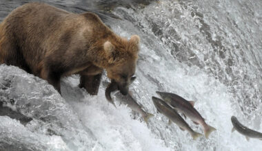 'It felt like Jurassic Park': Gloucestershire photographer's incredible encounter with Alaska's giant brown bears