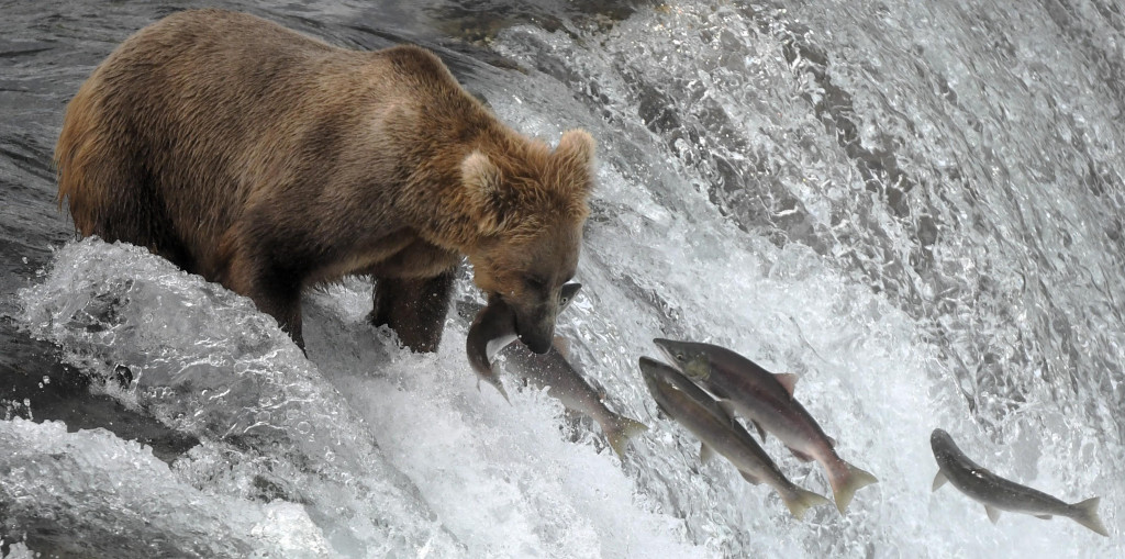 'It felt like Jurassic Park': Gloucestershire photographer's incredible encounter with Alaska's giant brown bears