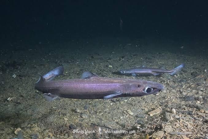 What 319 Lanternsharks Tell Us About A Changing Ocean