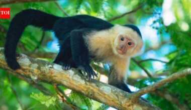 Costa Rica scientists placed an AI touchscreen in a wild forest; 16 capuchin monkeys used it for banana rewards and some learned to kiss the screen