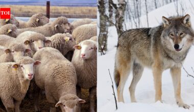 An Austrian inventor has built armor for sheep to protect them from wolves, but the idea is dividing farmers and animal experts