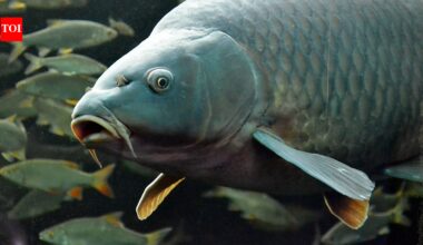 In 1877, America distributed carp across the country for food; escaped populations later uprooted underwater plants that native fish rely on | World News