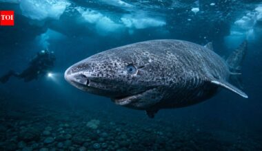 Scientists discover Greenland sharks can survive for centuries with functioning eyesight, overturning the long-held belief that they are blind |