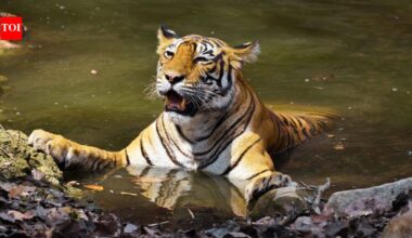 From Corbett's Paro to Tadoba's Maya: Meet the celebrity tigers and tigresses that turned India's wildlife sanctuaries into global safari destinations