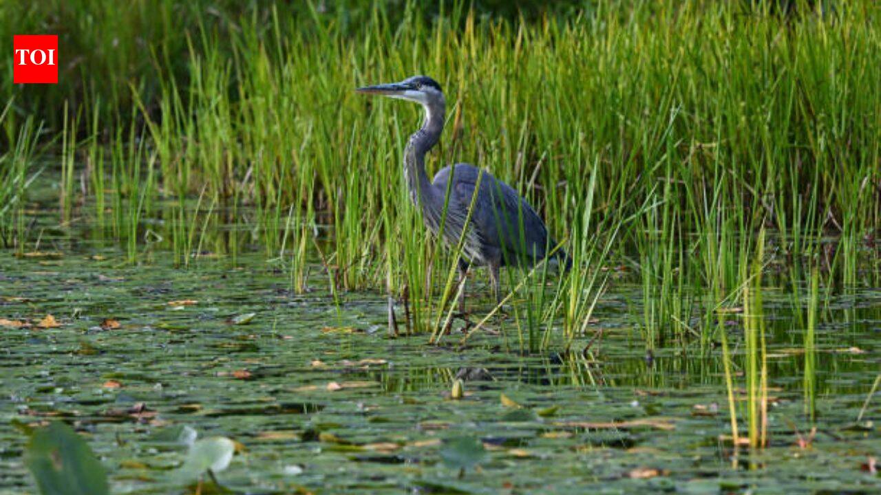 Across America's three coasts, 84% of wetlands are slowly submerging; only 16% are rising fast enough to keep pace with the sea