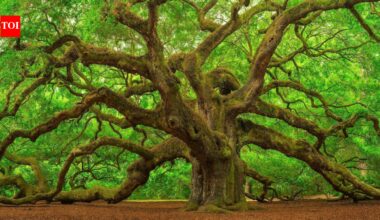 Scientists reviewed 54 Asian oak species; 40 had no backup in any botanical collection, while one may already be extinct in the wild