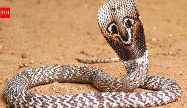 5 Scariest and most poisonous snakes found in Australia |