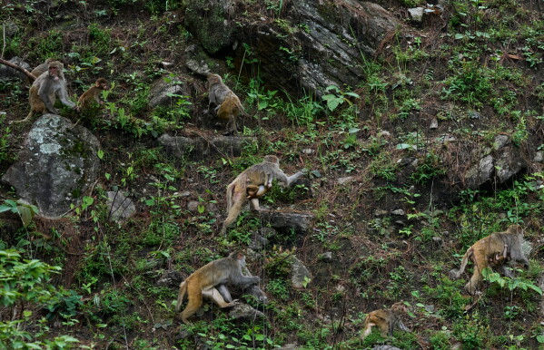 A troop of monkeys scatter after being chased by farmers from a nearby farmland in Dharamghar, Dolakha district, about 86 kilometers (53 miles) east of Kathmandu, Nepal, Friday, July 24, 2026. (AP Photo/Niranjan Shrestha)