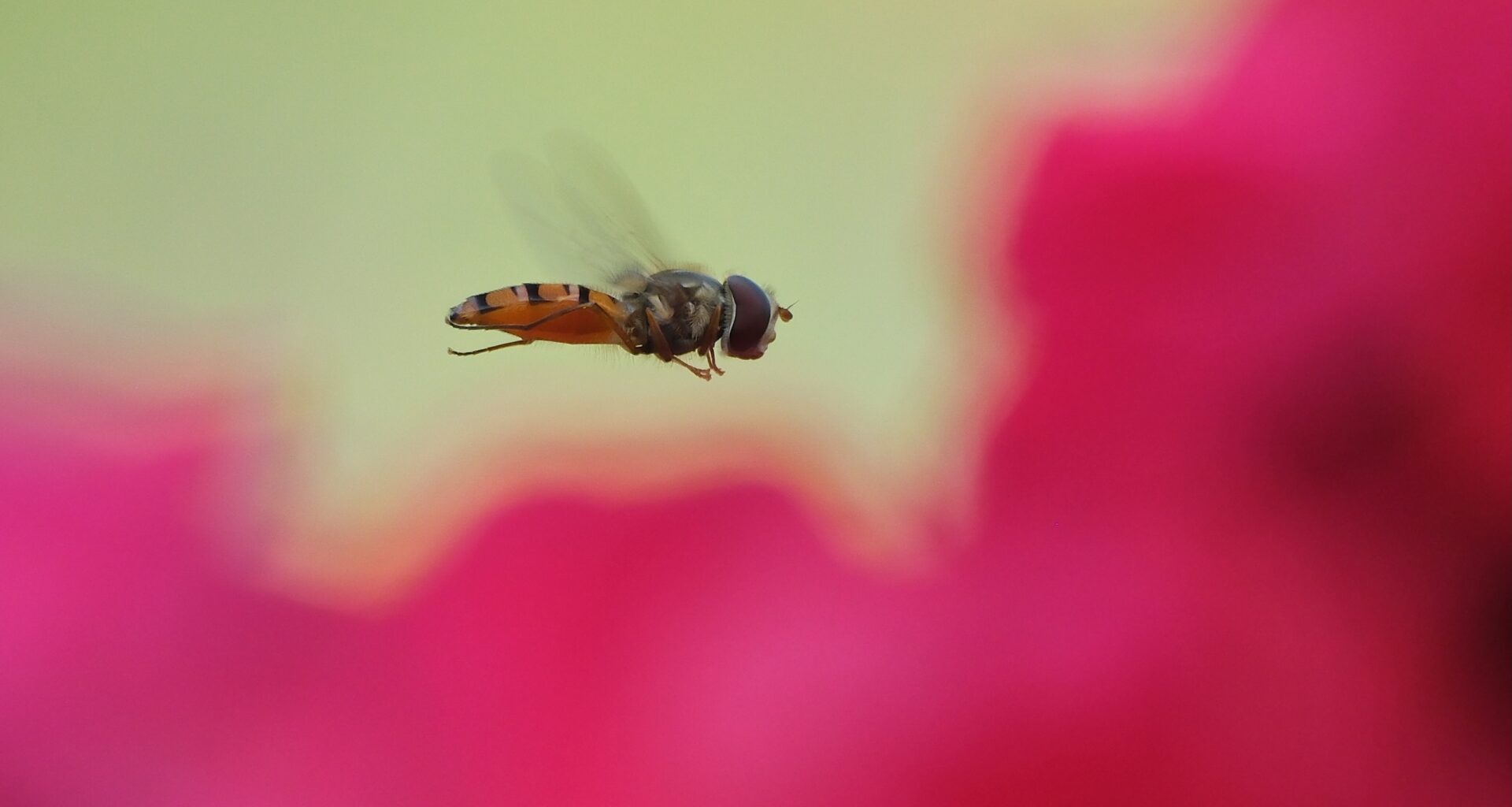 Readers’ wildlife photos – Why Evolution Is True
