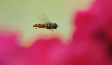 Readers’ wildlife photos – Why Evolution Is True
