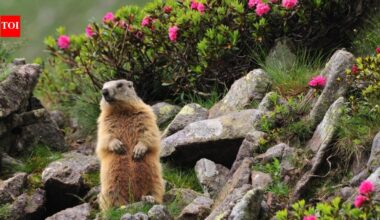 OnlyMarms! Chubby marmots join popular subscription service in an ‘act of desperation’ after facing money troubles
