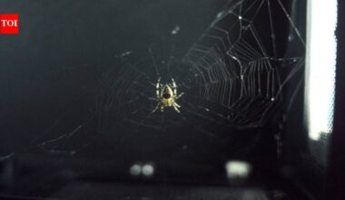 In 1973, NASA sent two spiders into orbit to see whether they could build webs without gravity and both learned to adapt |