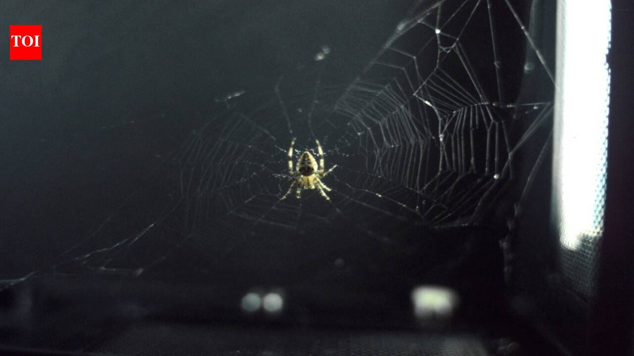 In 1973, NASA sent two spiders into orbit to see whether they could build webs without gravity and both learned to adapt |