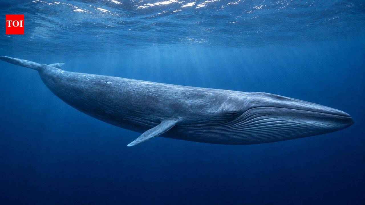 Blue whales can weigh 330,000 pounds, eat six tons of krill a day and communicate through powerful underwater songs |