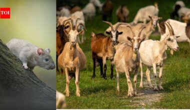 In 2017, Antigua and Barbuda removed over 6,000 rats and starving goats from Redonda; by 2019, vegetation rose over 20-fold and ground lizards eightfold