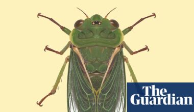 ‘Like a jet taking off’: the cicada that can top 120 decibels and nearly break the pain threshold | Wildlife
