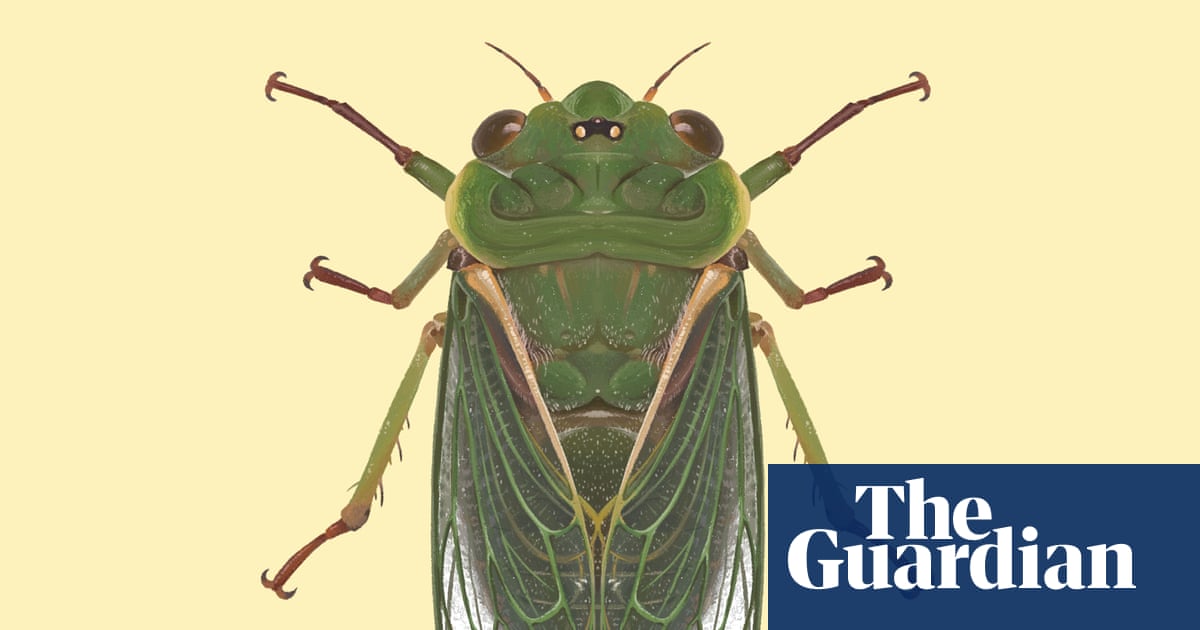 ‘Like a jet taking off’: the cicada that can top 120 decibels and nearly break the pain threshold | Wildlife