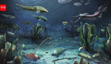 Scientists discovered that animal poop travelled across oceans 540-million-years ago and triggered the evolution of life on earth |