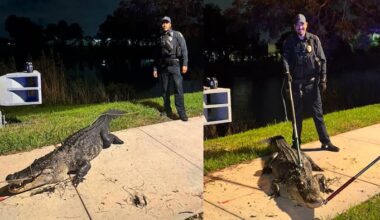 10-foot, 300-pound alligator relocated after turning up near Coconut Creek High School