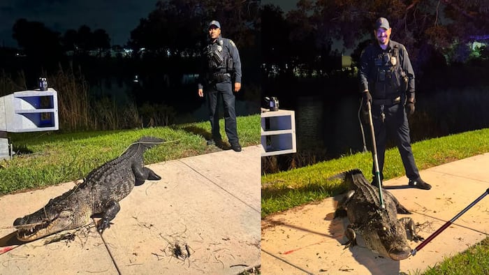 10-foot, 300-pound alligator relocated after turning up near Coconut Creek High School