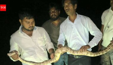 Two Indian rock pythons rescued from religious event in Chas