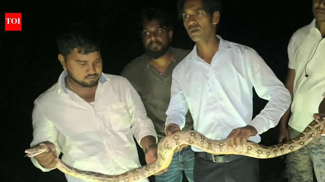 Two Indian rock pythons rescued from religious event in Chas