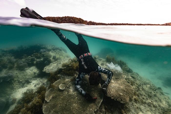 Researcher inspects coral in the Groote Archipelago