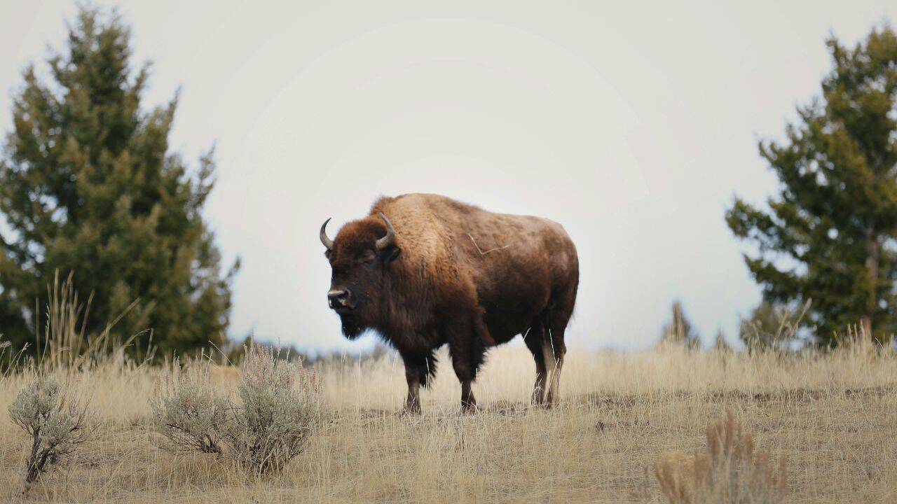 PC: Canva North American bison fell from millions to hundreds, but ancient DNA shows they kept much of their genetic diversity as isolated herds became different<br>