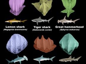 Two oceans, One Country and Twenty Times the Sharks