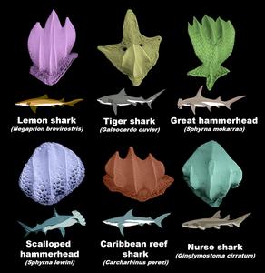 Two oceans, One Country and Twenty Times the Sharks