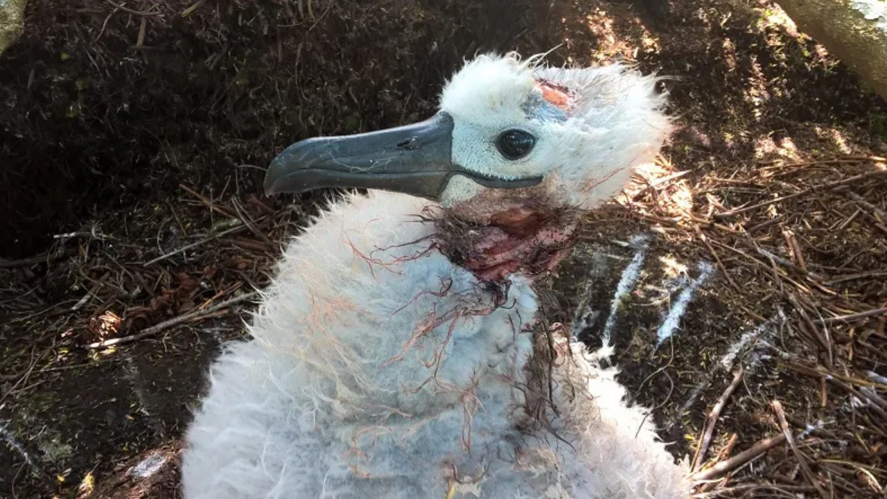 A Tristan albatross chick wounded by mice on Gough Island, where attacks can last hours before a chick succumbs. Image Credits: RSPB Image