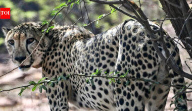 Why Kuno cheetahs keep running off to Rajasthan